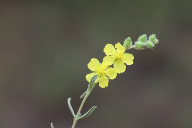 Helianthemum lippii, çiçekli bir bitki türüdür. 
