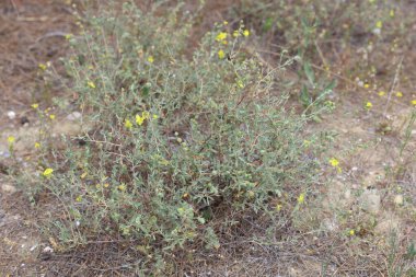 Helianthemum lippii, çiçekli bir bitki türüdür. 