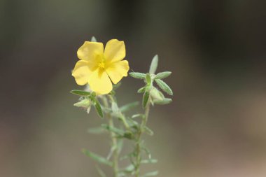 Helianthemum lippii, çiçekli bir bitki türüdür.