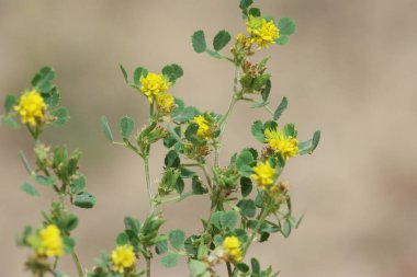 Medicago monspeliaca, Fabaceae familyasından bir bitki türüdür.