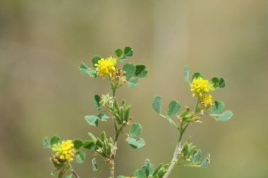 Medicago monspeliaca, Fabaceae familyasından bir bitki türüdür.