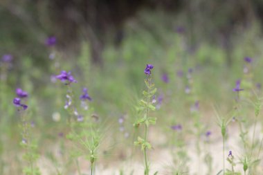 Salvia Viridis 'in çiçekleri, diğer adıyla Sage boyası, ilkbaharda.