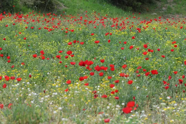 Bahar zamanı gelincik tarlası
