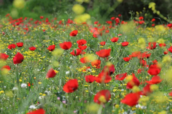 Bahar zamanı gelincik tarlası