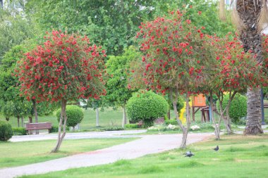 Parktaki Callistemon Sitrinus Ağacı. Ayrıca şişe fırçası olarak da bilinir.