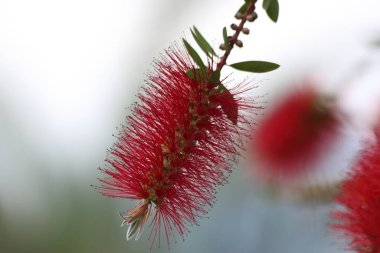 Flowers of callistemon citrinus, also known ass bottle brush