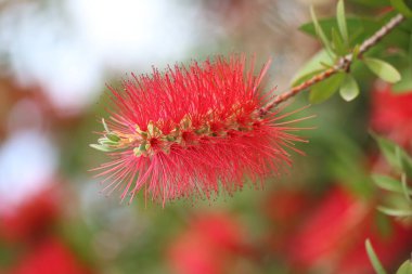 Flowers of callistemon citrinus, also known ass bottle brush