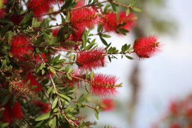 Flowers of callistemon citrinus, also known ass bottle brush