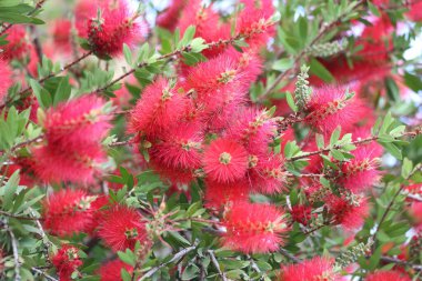 Flowers of callistemon citrinus, also known ass bottle brush