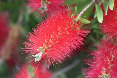 Flowers of callistemon citrinus, also known ass bottle brush