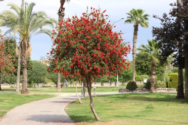 Parktaki Callistemon Sitrinus Ağacı. Ayrıca şişe fırçası olarak da bilinir.