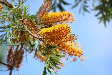 Güney ipek meşesinin sarı çiçekleri (Grevillea robusta)