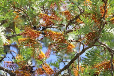 Güney ipek meşesinin sarı çiçekleri (Grevillea robusta)
