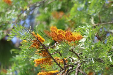 Güney ipek meşesinin sarı çiçekleri (Grevillea robusta)