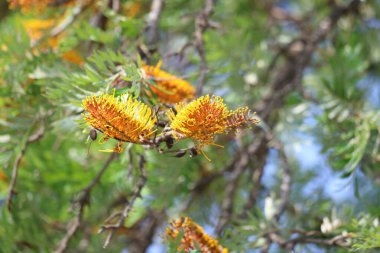 Güney ipek meşesinin sarı çiçekleri (Grevillea robusta)