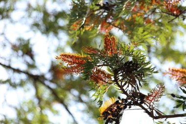 Güney ipek meşesinin sarı çiçekleri (Grevillea robusta)