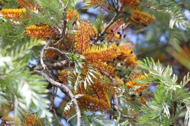 Güney ipek meşesinin sarı çiçekleri (Grevillea robusta)