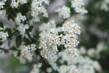 İlkbaharda Pyracantha koidzumii (Formosa ateş dikenleri) çiçekleri
