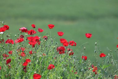 Bahar zamanı gelincik tarlası