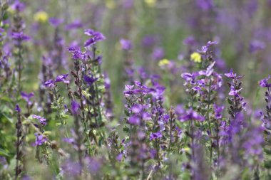 Salvia Viridis 'in çiçekleri, diğer adıyla Sage boyası, ilkbaharda.