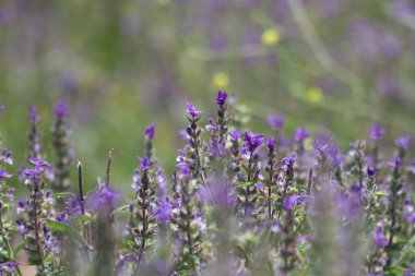 Salvia Viridis 'in çiçekleri, diğer adıyla Sage boyası, ilkbaharda.