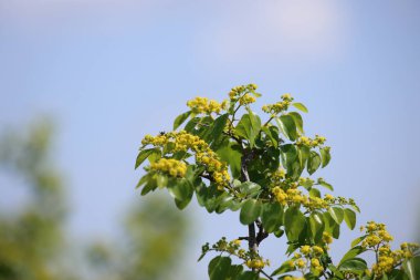 Paliurus spina-christi çiçekleri, Kudüs dikeni olarak da bilinir.