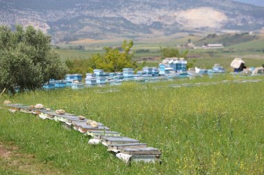 Baharda çayırda sıralanmış arı kovanları
