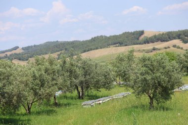 Zeytin bahçesinde sıralanmış arı kovanları