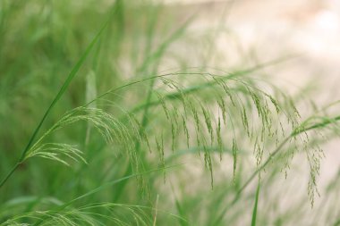 Oloptum miliaceum, çimengiller (Smilograss) familyasından bir çim türü.