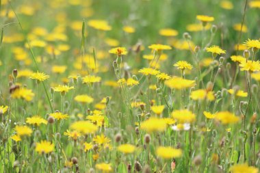 Tüylü Şahinsakal (Crepis setosa haller) çayırdaki çiçekler