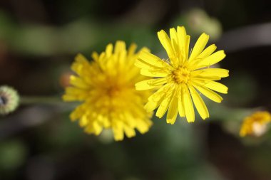 Dikenli Şahinsakal 'a (Crepis setosa haller) yakın plan