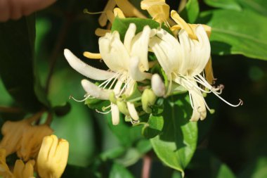 İlkbaharda Hanımeli 'nin (Lonicera periclymenum) güzel çiçekleri