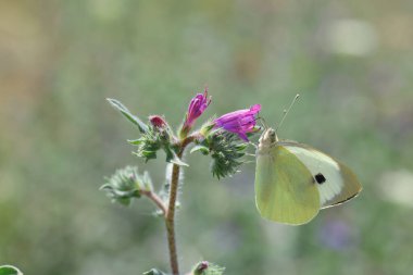 İlkbaharda bir çiçeğin üzerindeki beyaz kelebeğe yakın dur.