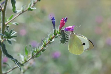 İlkbaharda bir çiçeğin üzerindeki beyaz kelebeğe yakın dur.