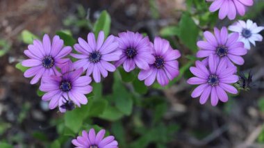 Cape Marguerite olarak da bilinen Dimorphotheca ecklonis 'in üst görüntüsü
