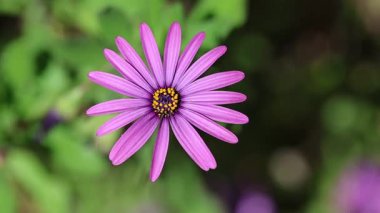 Cape Marguerite olarak da bilinen Dimorphotheca ecklonis 'in üst görüntüsü