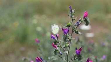 İlkbaharda çiçek açan lahanalı beyaz kelebekler