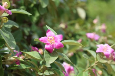 Lagunaria patersonia is a species of tree in the family Malvaceae.