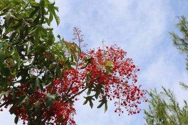 red flowers and leaves of Brachychiton acerifolius