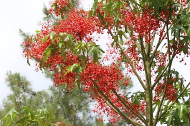 red flowers and leaves of Brachychiton acerifolius