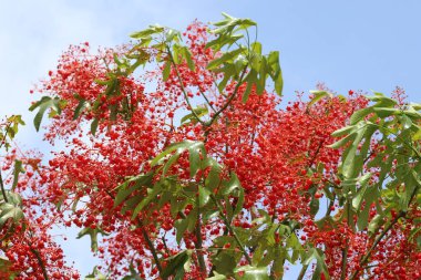 red flowers and leaves of Brachychiton acerifolius