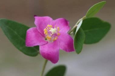 Lagunaria patersonia is a species of tree in the family Malvaceae.