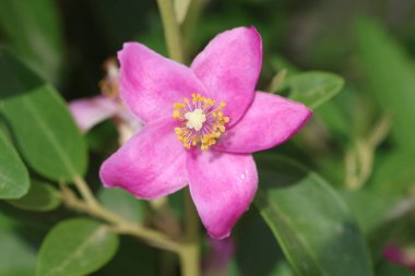 Lagunaria patersonia is a species of tree in the family Malvaceae.