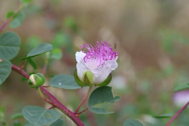Capparis spinosa 'nın yaprakları ve çiçekleri