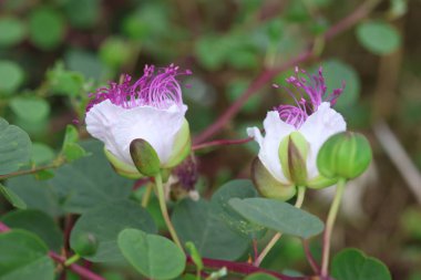 Capparis spinosa 'nın yaprakları ve çiçekleri