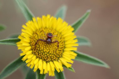  Pallenis spinosa 'da yengeç örümceği.)