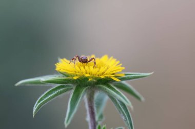  Pallenis spinosa 'da yengeç örümceği.)