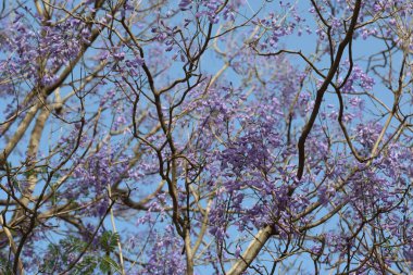 Jacaranda mimosifolia, Güney Amerika 'da yetişen bir tropikal ağaç türü..