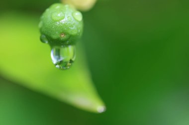 Parlayan yağmur damlalarıyla süslenmiş küçük, olgunlaşmamış bir mandalina.