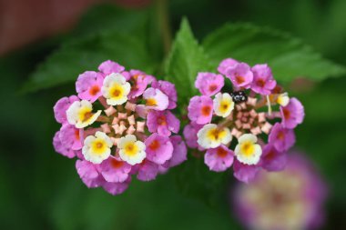 Lantana 'nın üst görünümü (çalılık verbenas veya lantanas) 